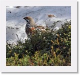 Pyy_ hazel-grouse2 * 1035 x 950 * (1.29MB)